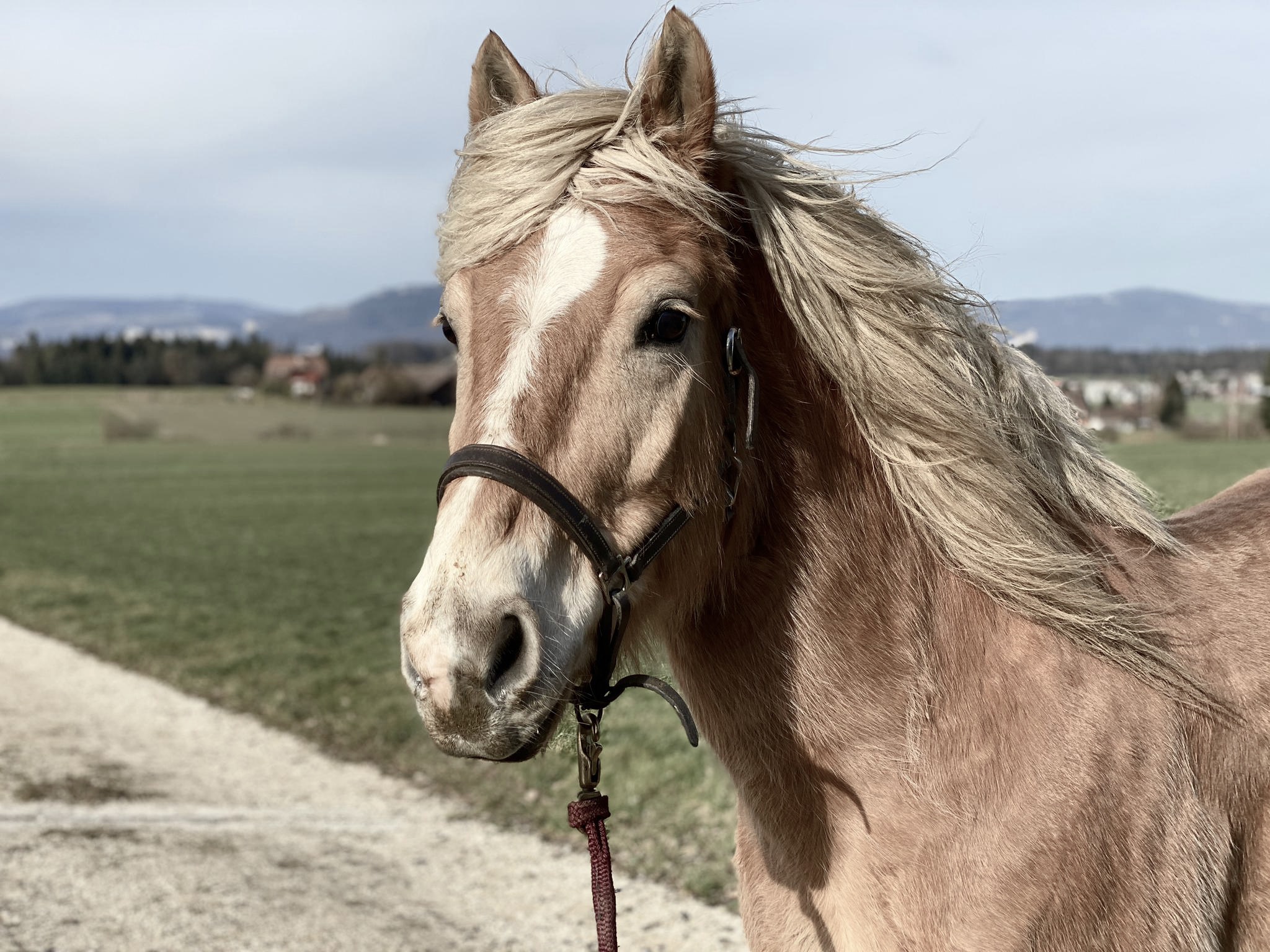 Haflinger